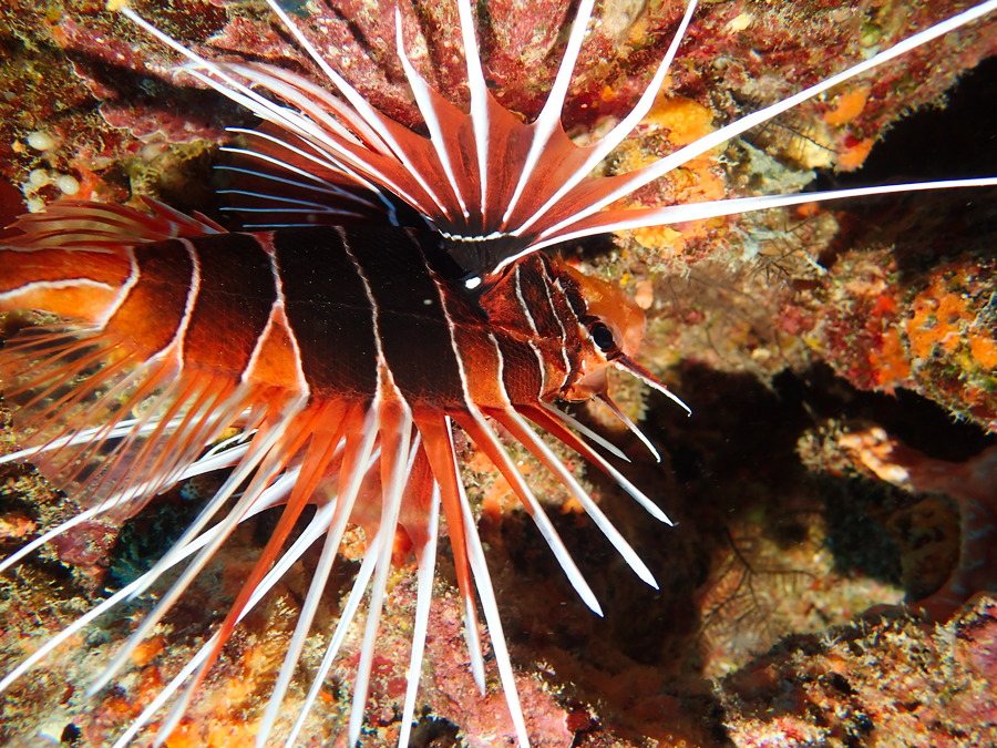 Pterois antennata