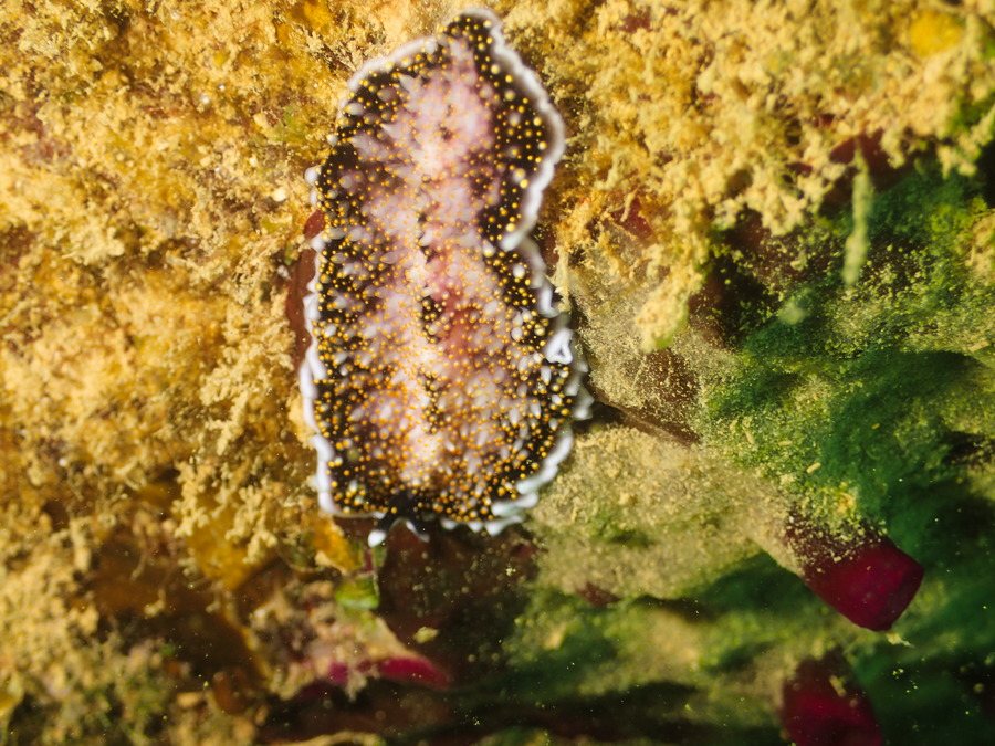 Acanthozoon sp.