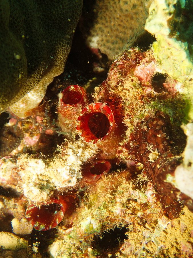 Microcosmus sp.