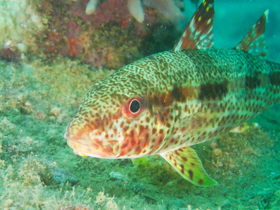 Upeneus tragula