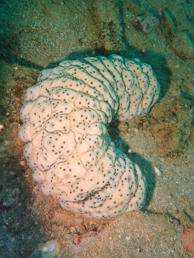 Stichopus variegatus