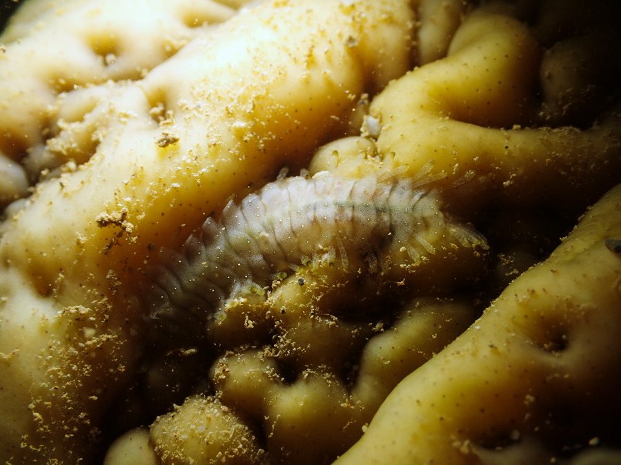 Gastrolepidia clavigera