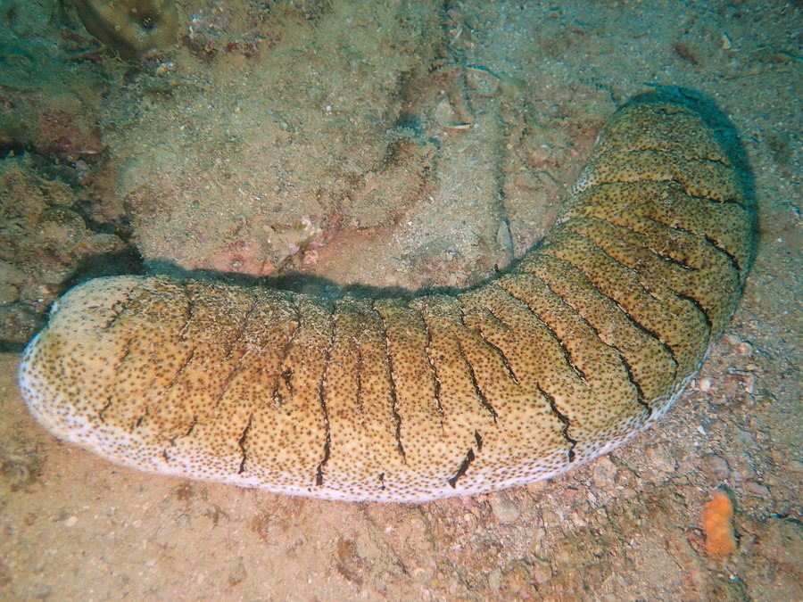Holothuria (Microthele) fuscopunctata