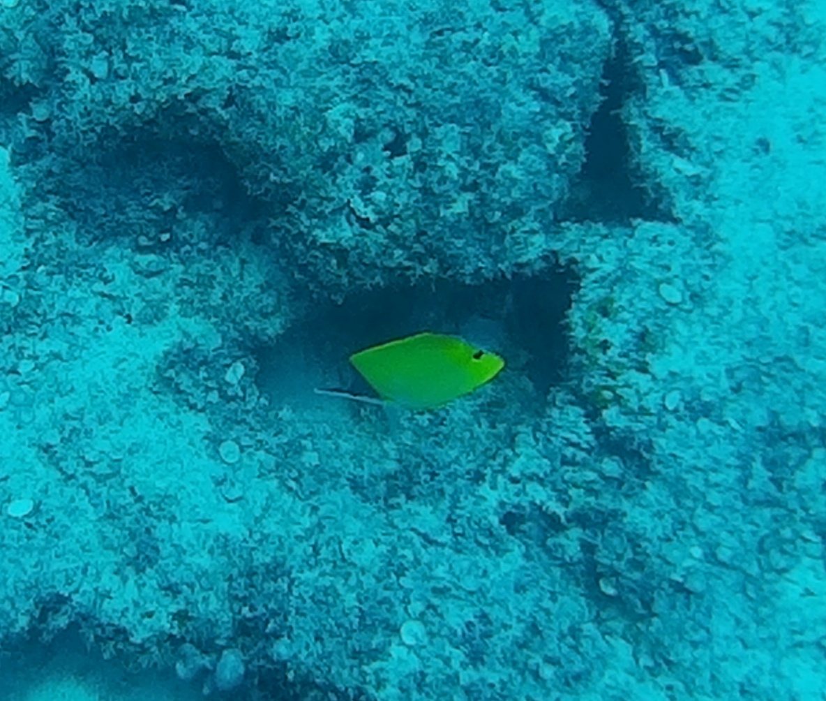Forcipiger flavissimus