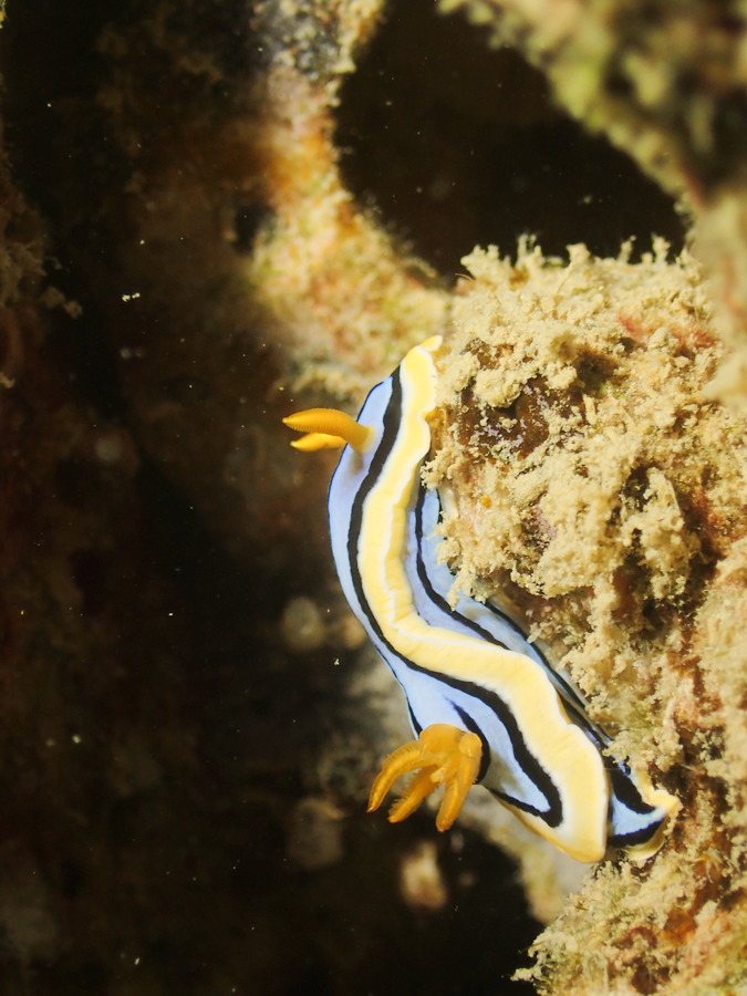 Chromodoris elisabethina