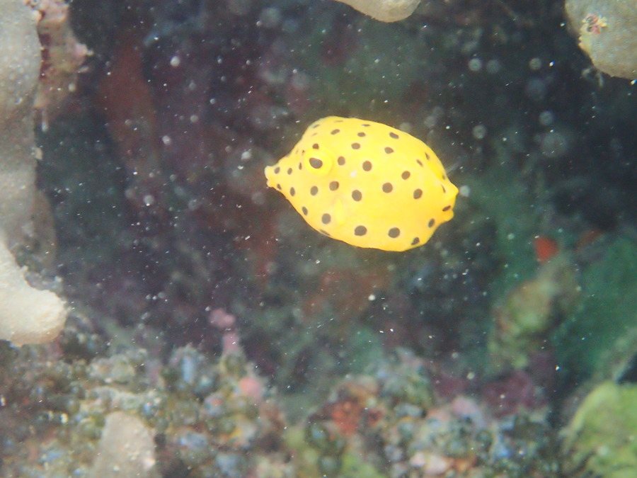 Ostracion cubicus