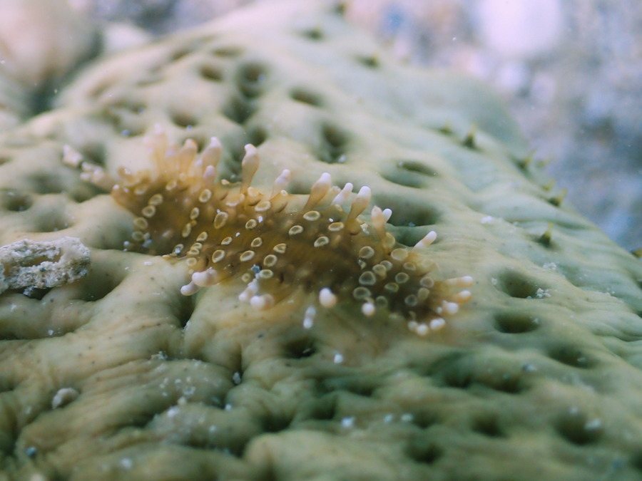 Gastrolepidia clavigera