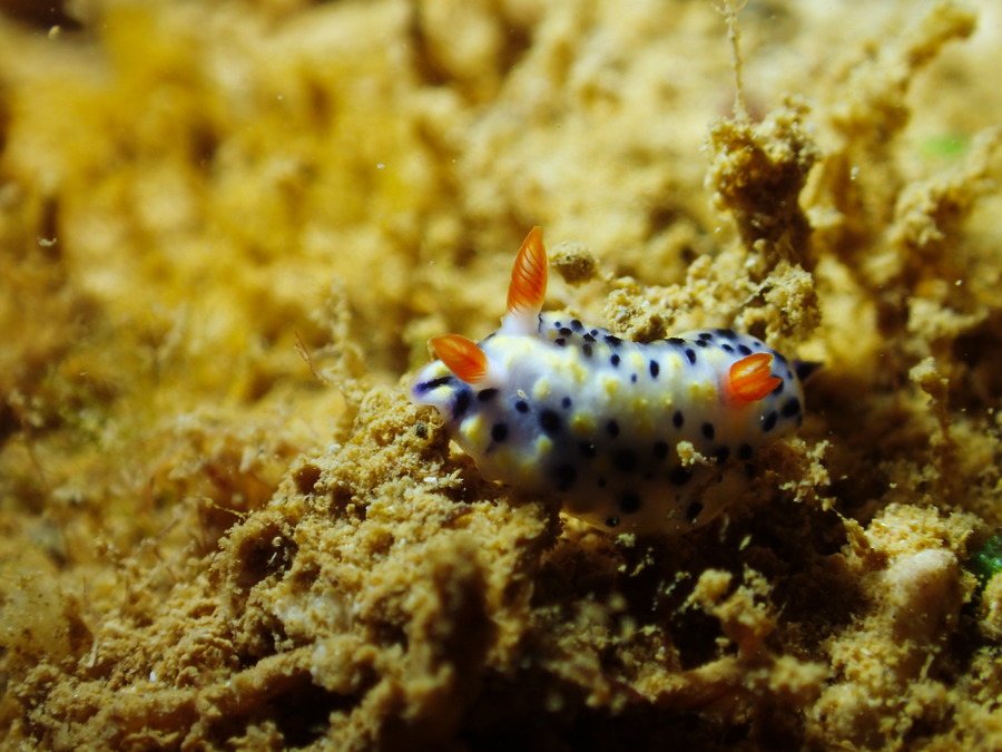 Hypselodoris infucata