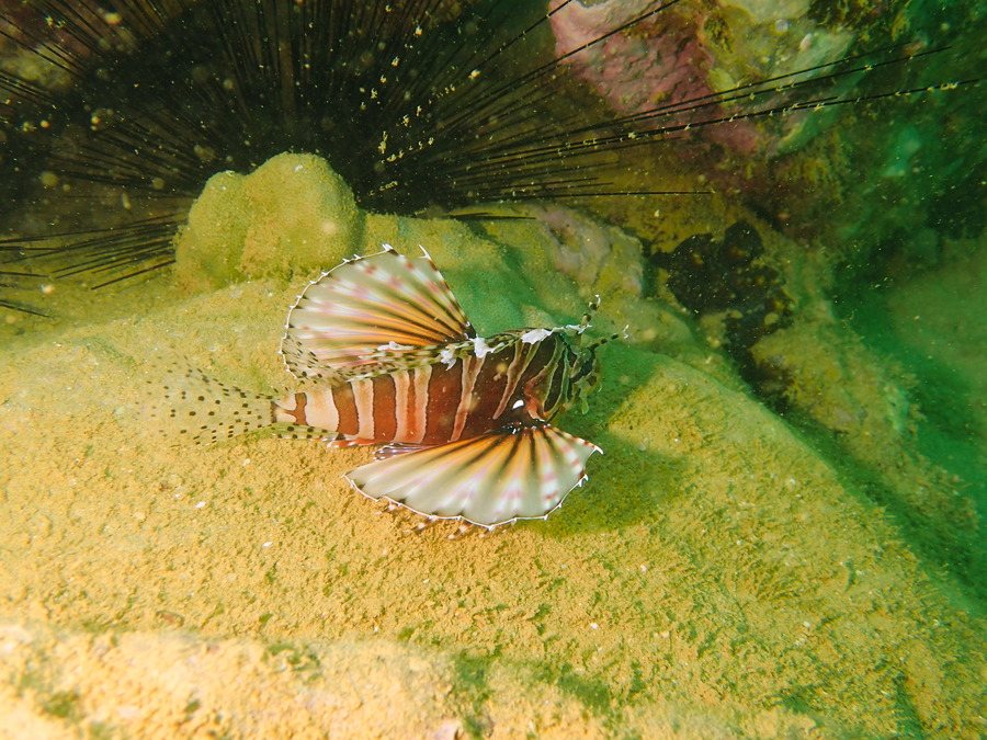 Dendrochirus zebra