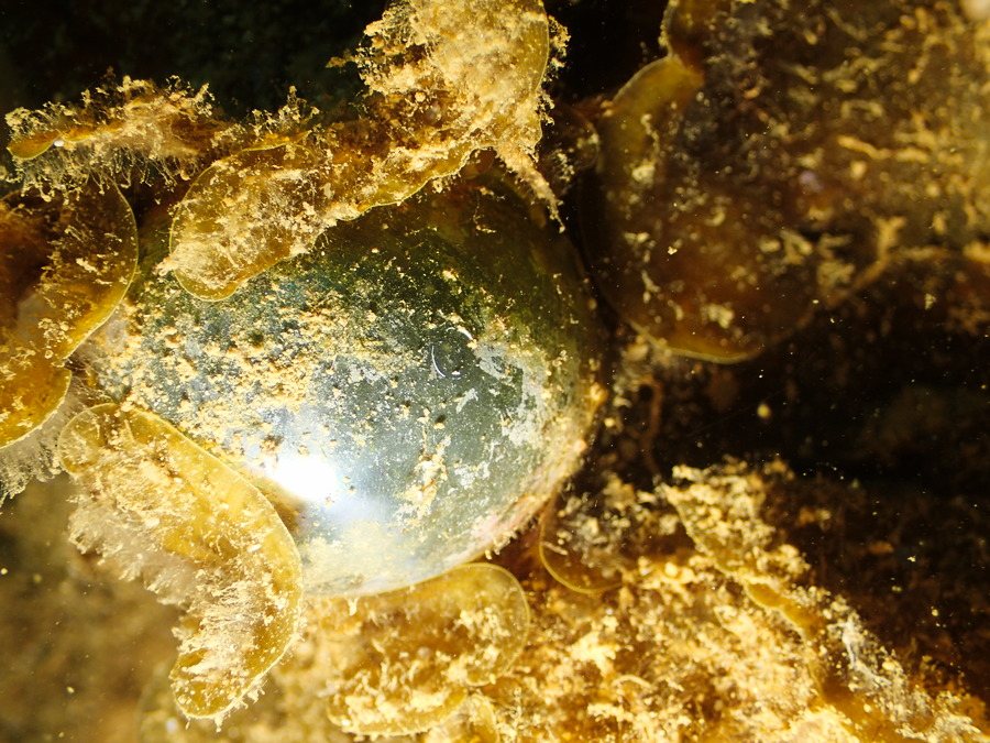 Ventricaria ventricosa