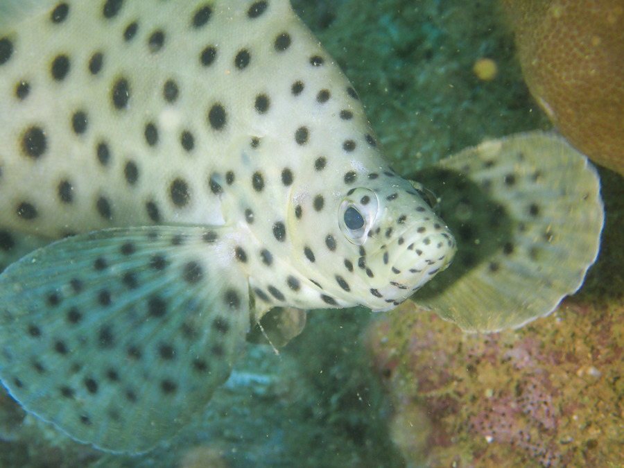Cromileptes altivelis