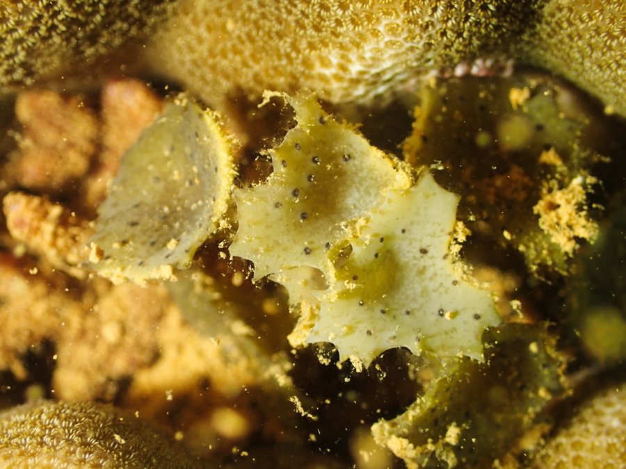 Turbinaria ornata