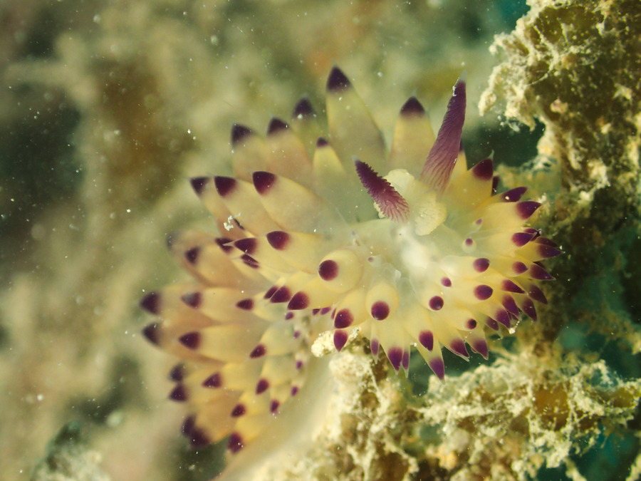 Janolus sp.