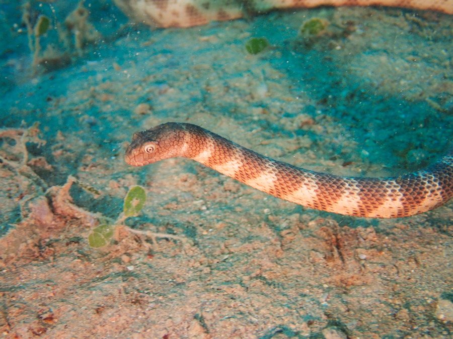 Hydrophis major