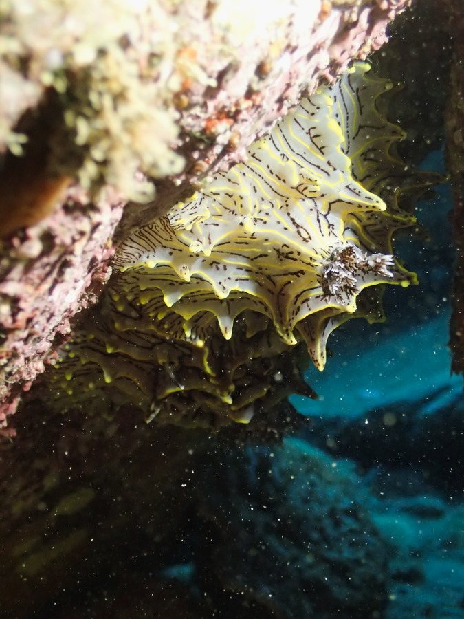 Halgerda willeyi