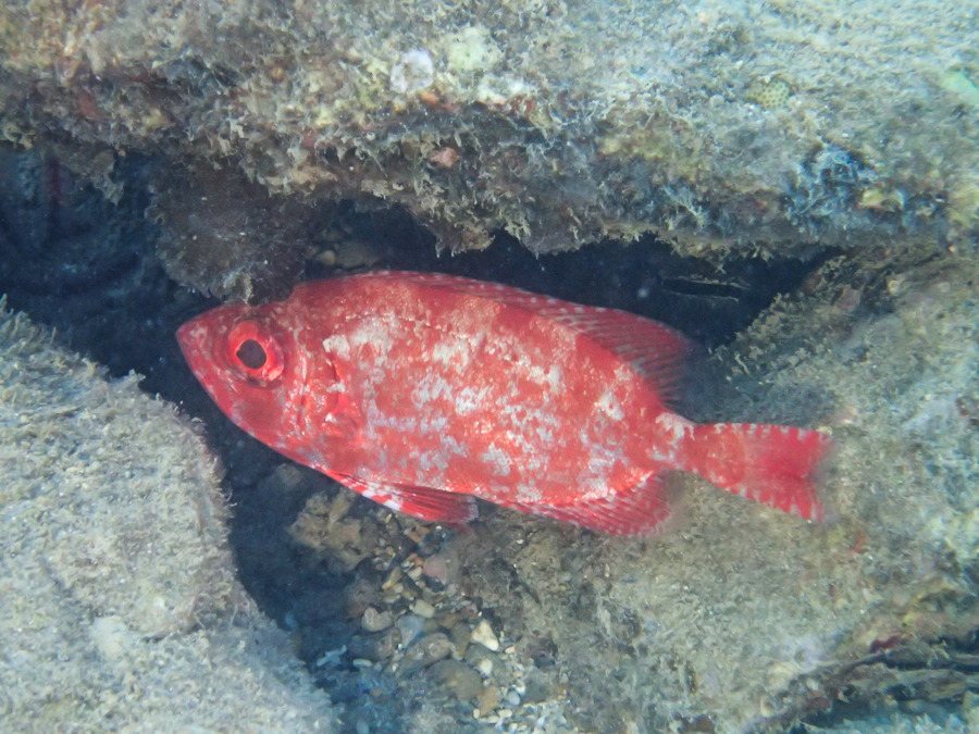 Priacanthus hamrur