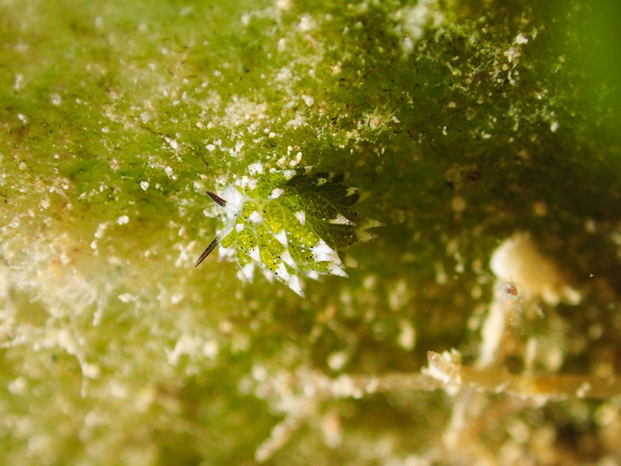 Costasiella sp2