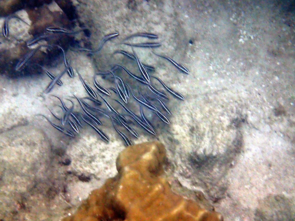 Plotosus lineatus