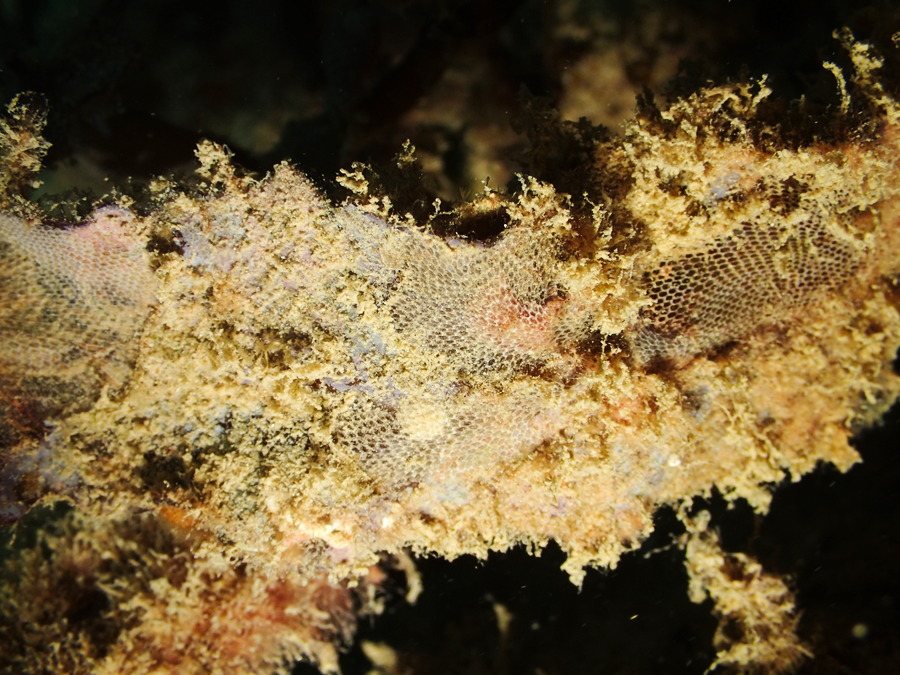 Bryozoaires encroûtants