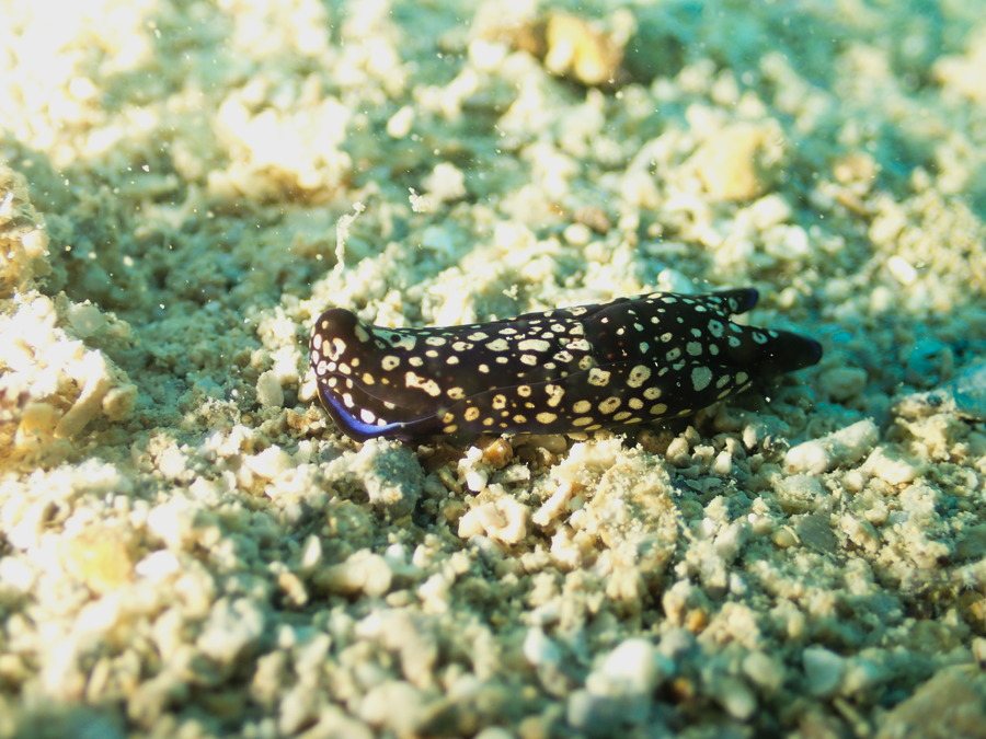 Philinopsis reticulata