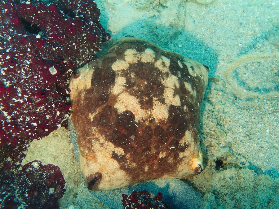 Culcita novaeguineae