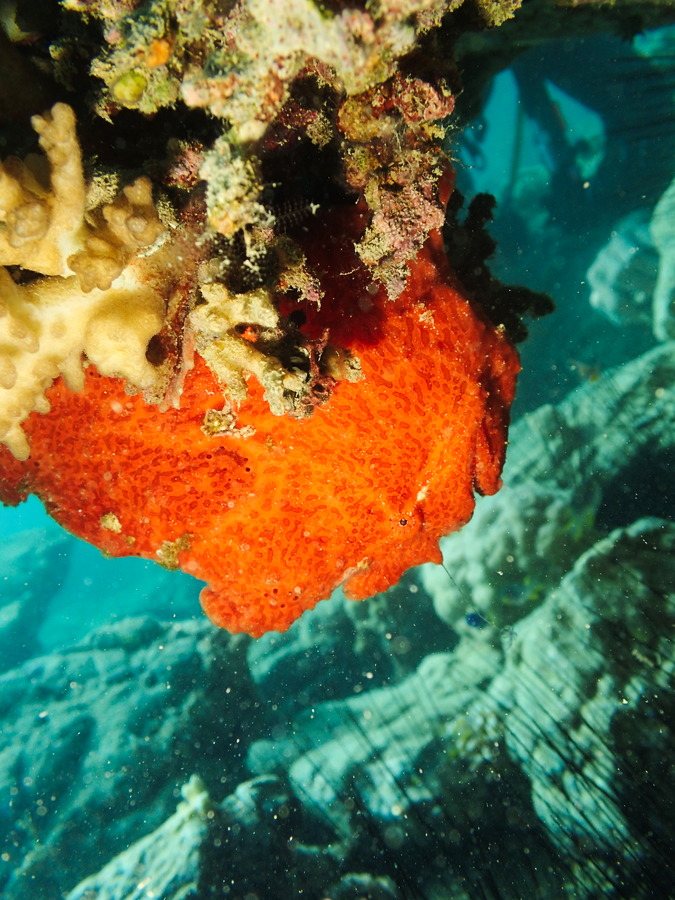 Antennarius commerson