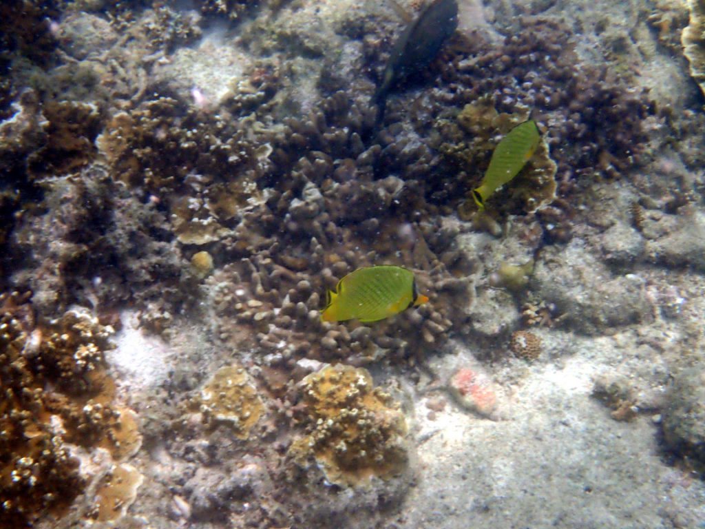 Chaetodon rafflesi