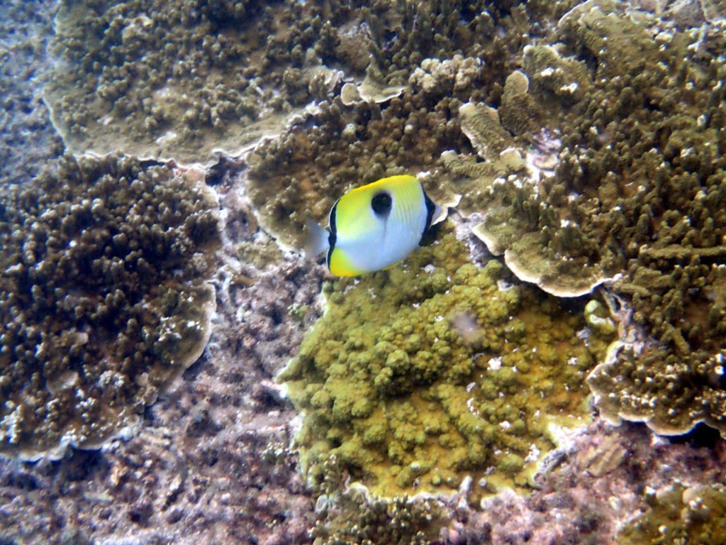 Chaetodon unimaculatus