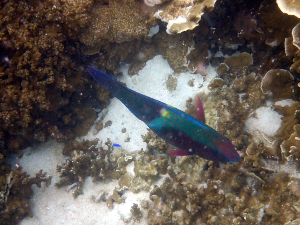 Scarus schlegeli