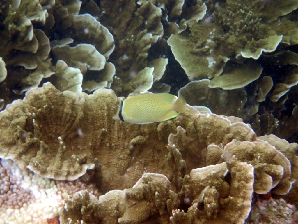 Chaetodon citrinellus