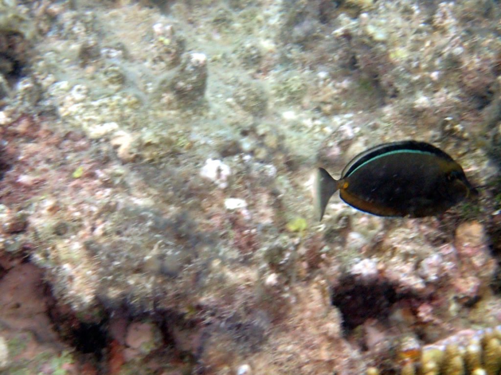 Naso lituratus