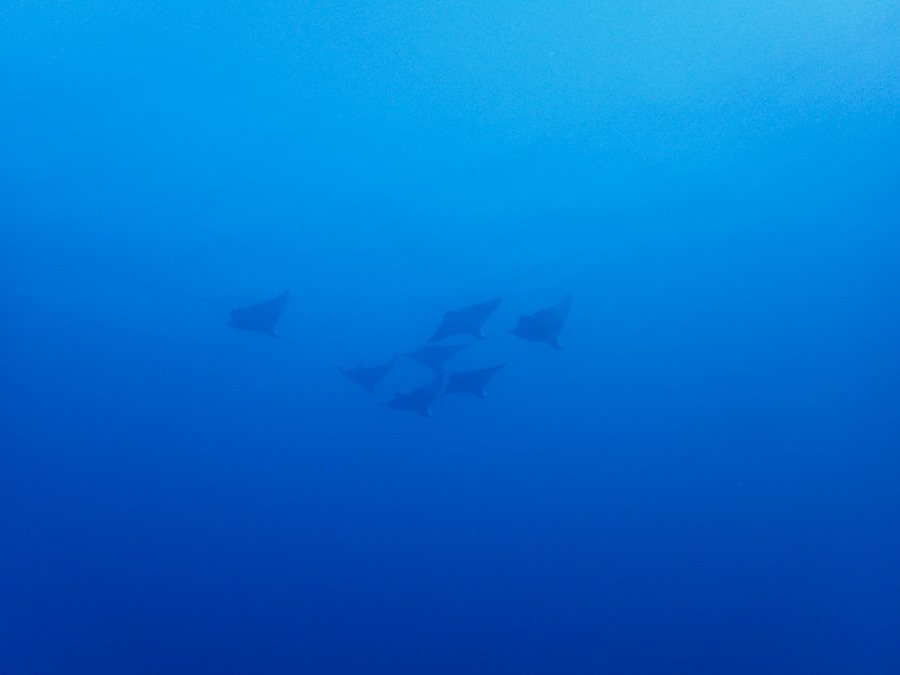 Aetobatus ocellatus
