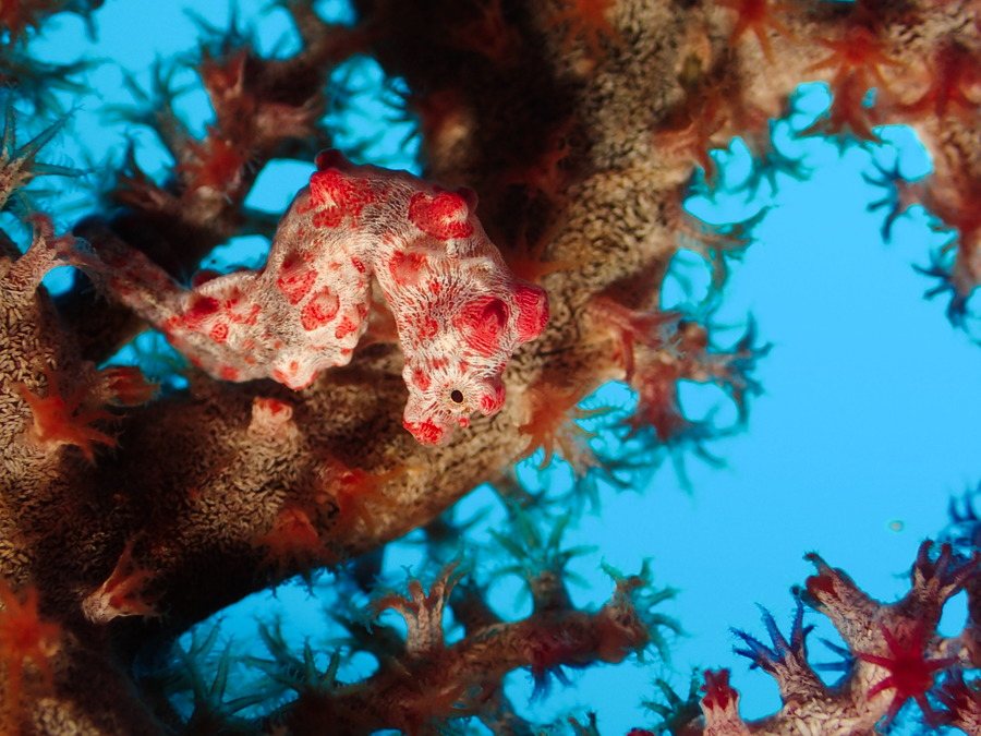 Hippocampus bargibanti