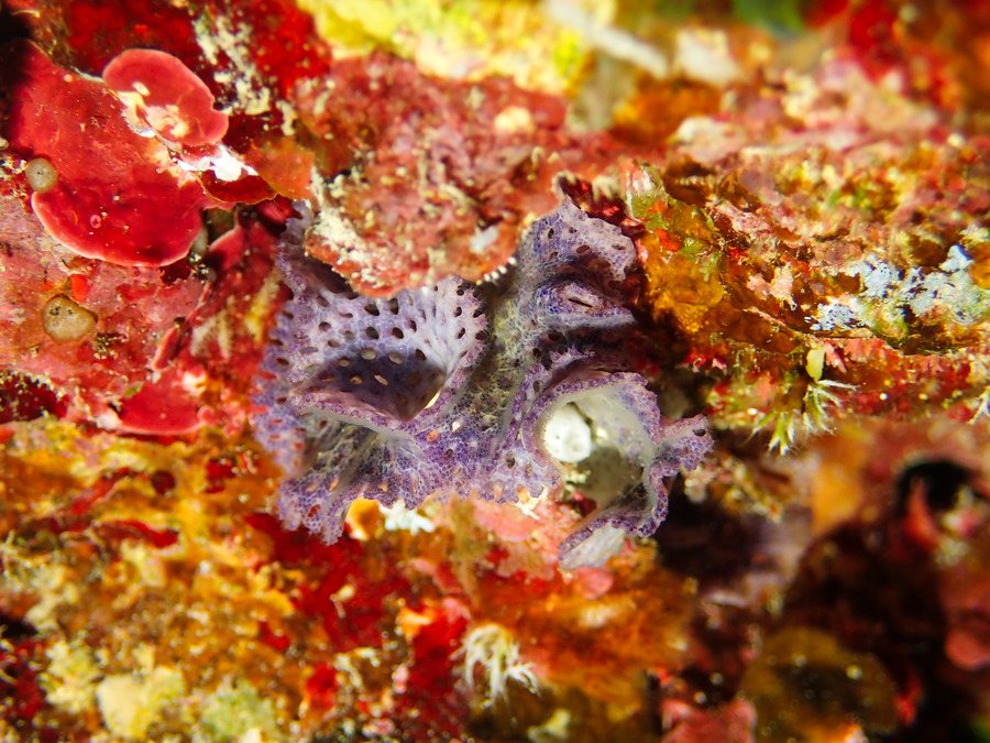 Iodictyum buchneri