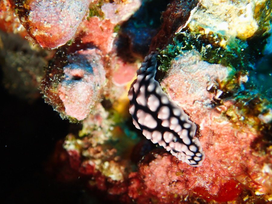 Phyllidiella pustulosa