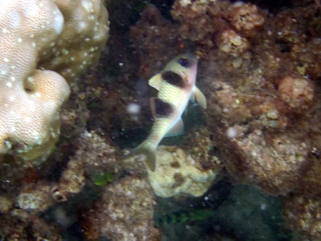 Parupeneus crassilabris