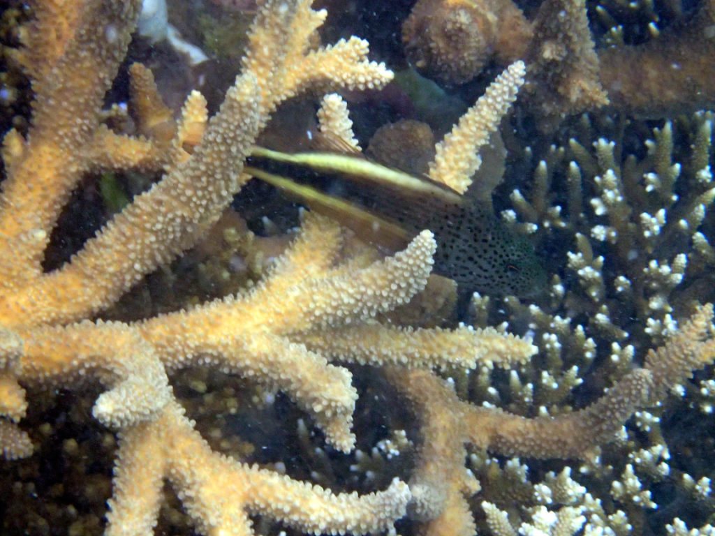 Paracirrhites forsteri