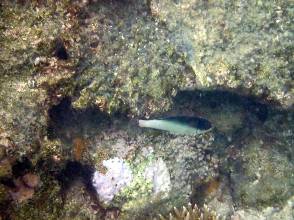 Anampses neoguinaicus