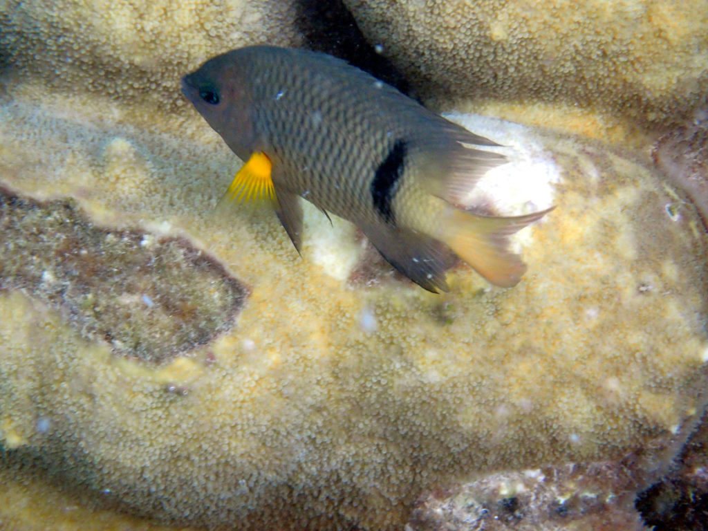 Plectroglyphidodon dickii