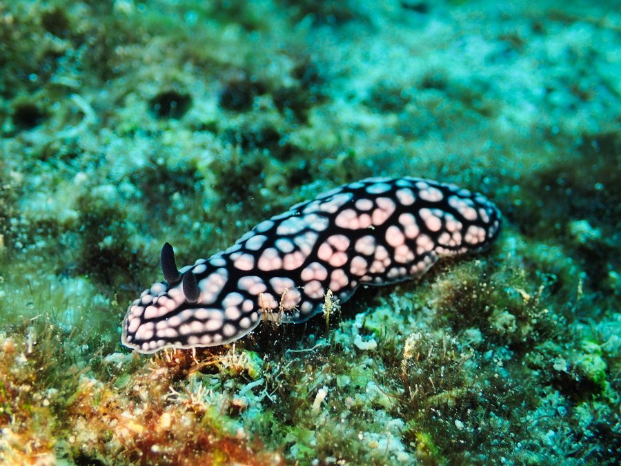 Phyllidiella pustulosa