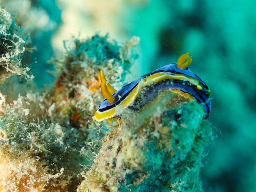 Chromodoris elisabethina