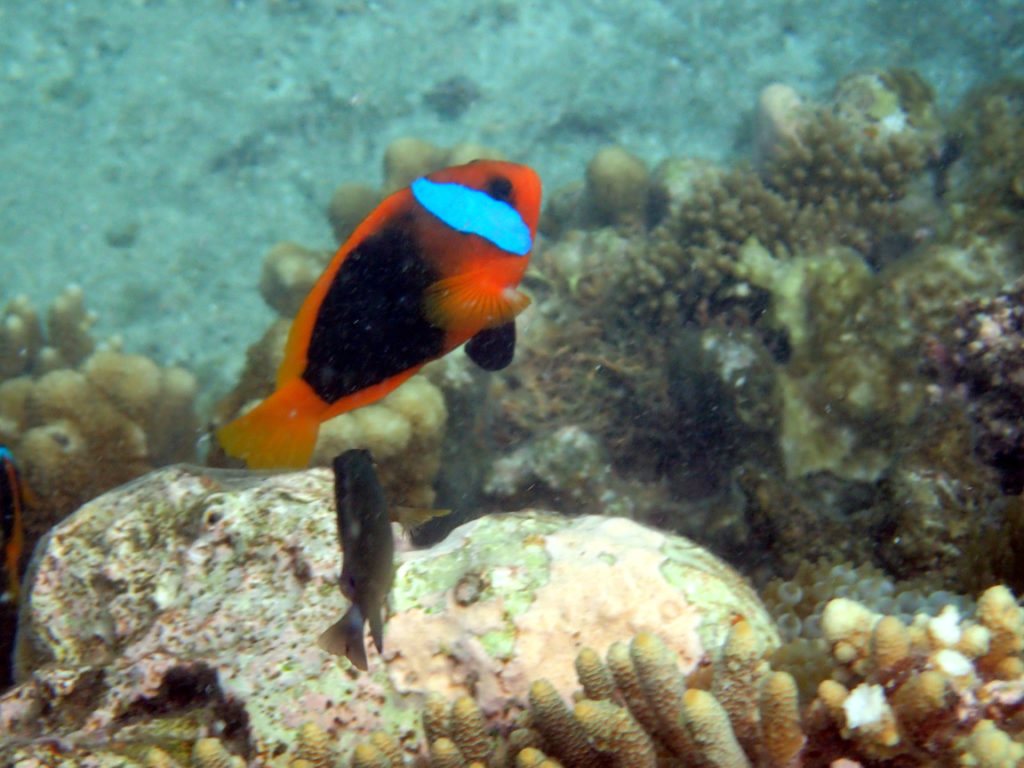 Amphiprion melanopus