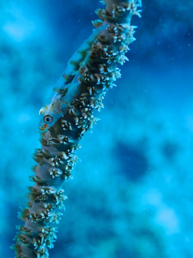Bryaninops yongei