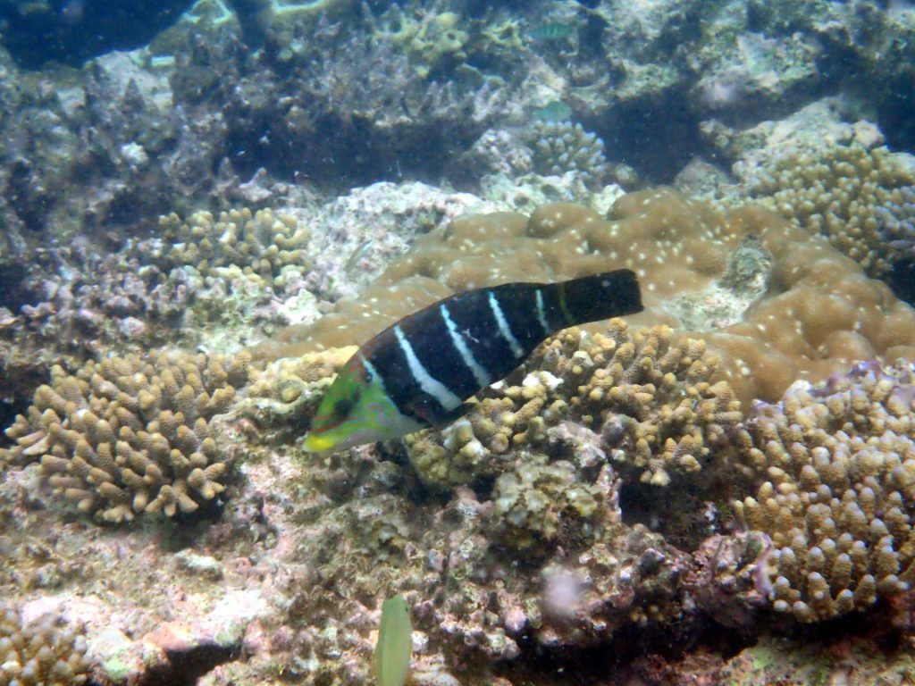 Hemigymnus fasciatus