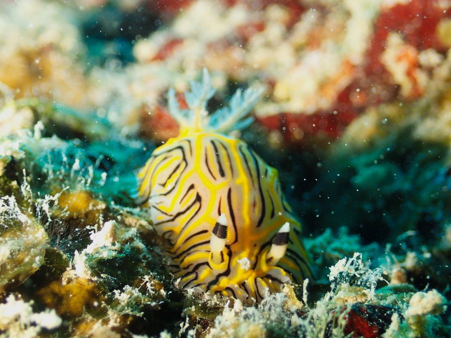 Halgerda johnsonorum