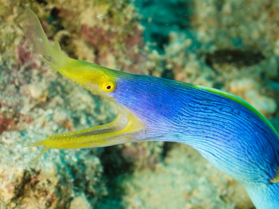 Poissons osseux