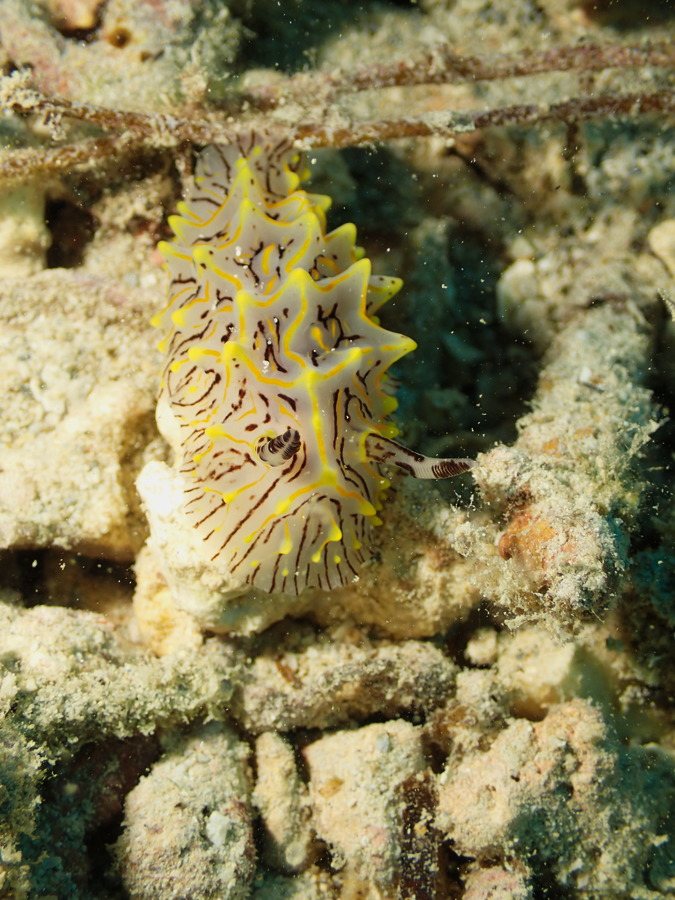 Halgerda willeyi