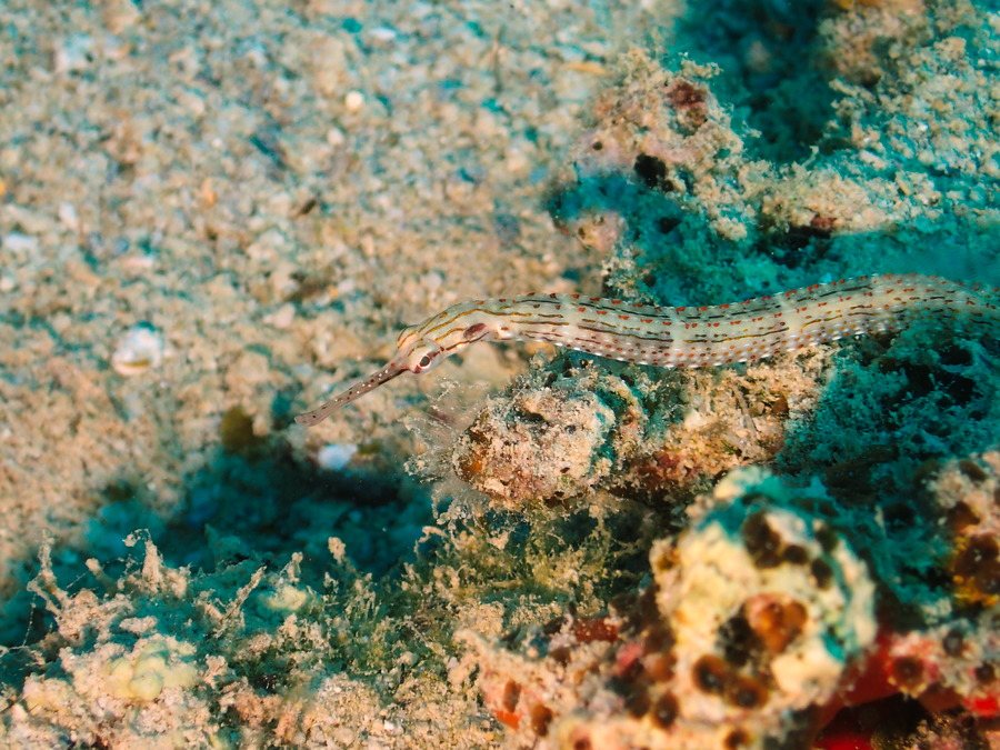 Corythoichthys sp. 2