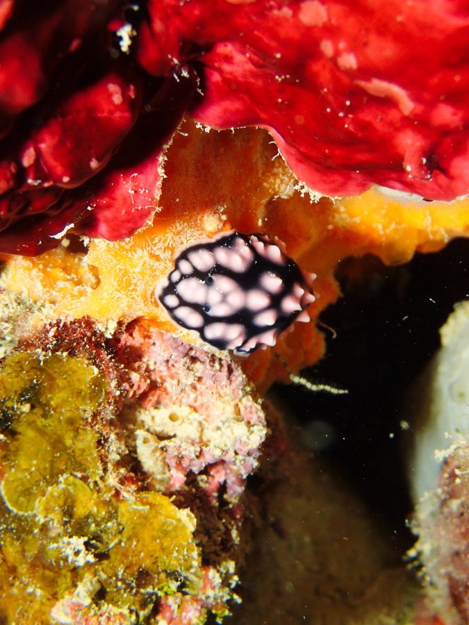 Phyllidiella pustulosa