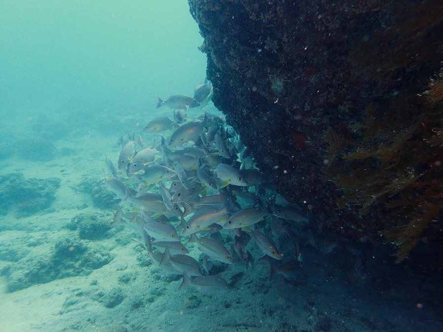 Lutjanus vitta